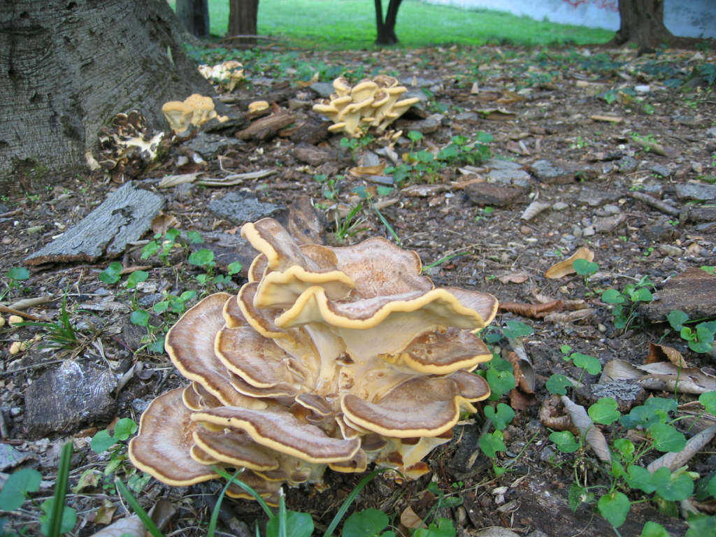 2005 :  Un anno di funghi